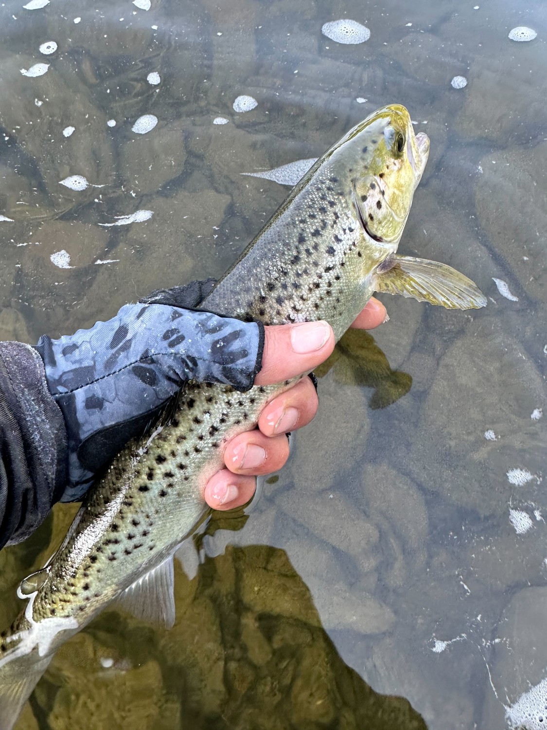 Image of author holding a Maine Brown Trout over water with rocks under